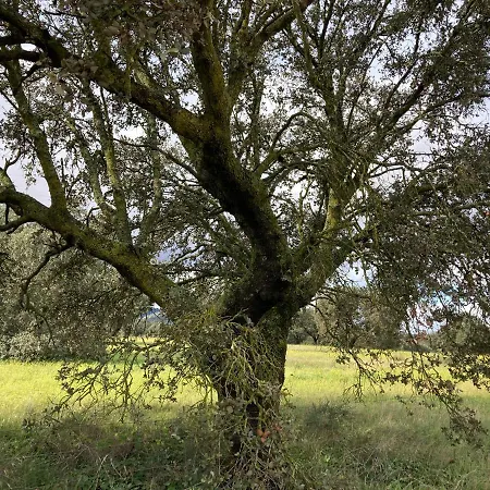 Vakantiehuis La Coscoja