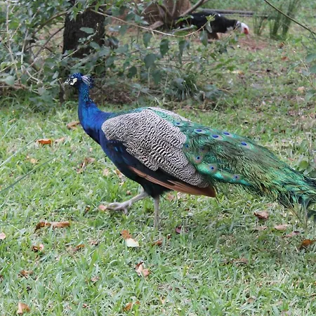 Vakantiehuis La Coscoja *