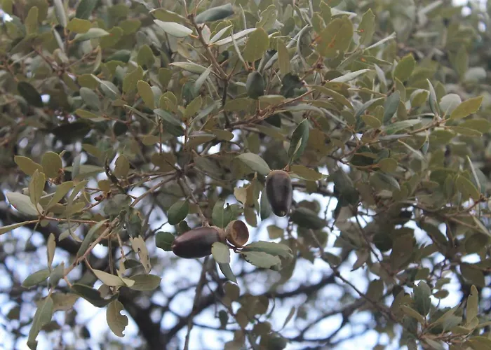La Coscoja Σπίτι διακοπών