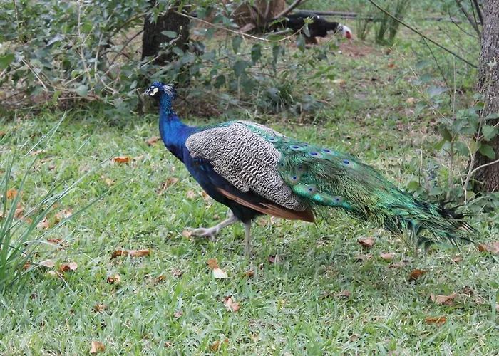 Дом отдыха La Coscoja *